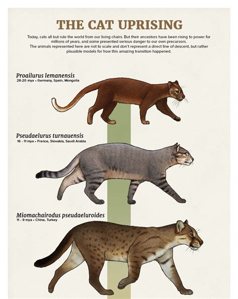 The Casual Paleoartist Evolution Series The Cat Uprising Today Cats