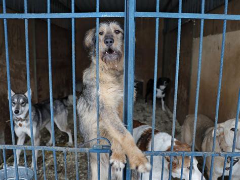 Absurd Amount Of Abandoned Animals In Portugal The Portugal News