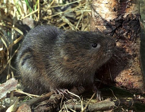 Root Vole Life Expectancy