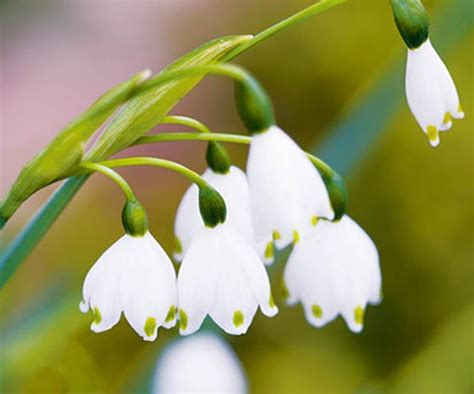 Plant Guide Snowdrops And Snowflakes Homes To Love