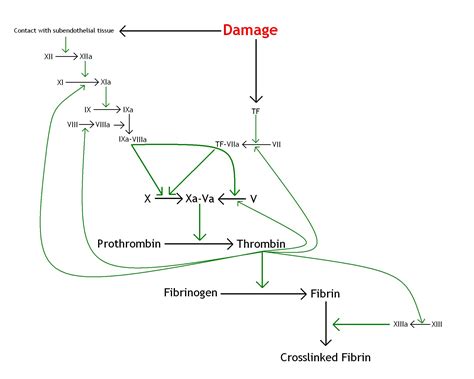 Coagulation Cascade Diagram Simple