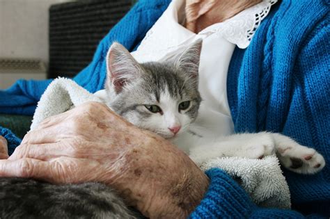 Senior Pets Program