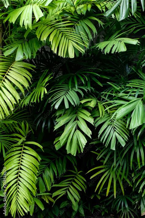 tropical jungle nature green palm leaves on dark background in a garden 스톡 사진 adobe stock