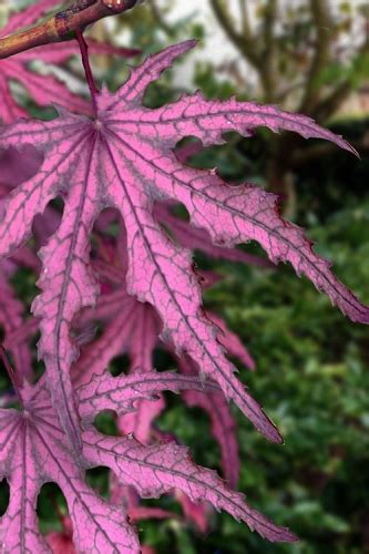 Buy The Best Pink Leaf Japanese Maple Trees For Sale Online With Free