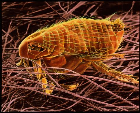 Rat Flea Photograph By Dr Tony Brainscience Photo Library Pixels