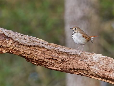 613a5376 Swainsons Thrush David Covarrubias Flickr