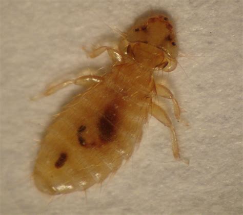 Poultry-Lice and mite | Pacific Northwest Pest Management ...