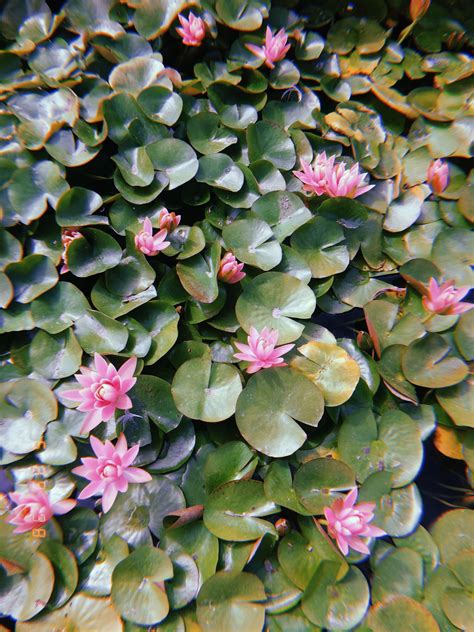 Lily Pads 🌸🌸 Lily Pads Lily Succulents