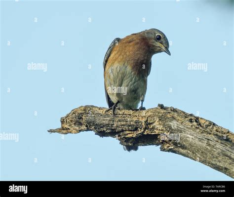 Songbird Blue Wing Hi Res Stock Photography And Images Alamy