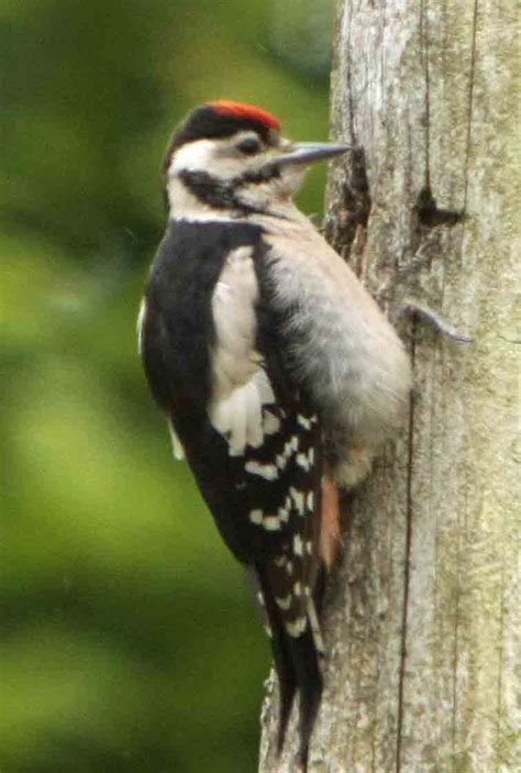 Great Spotted Woodpecker - Fungi Forays