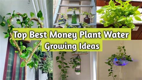 Money Plant Growing In Water With Decoration Ideas Hydroponic Money