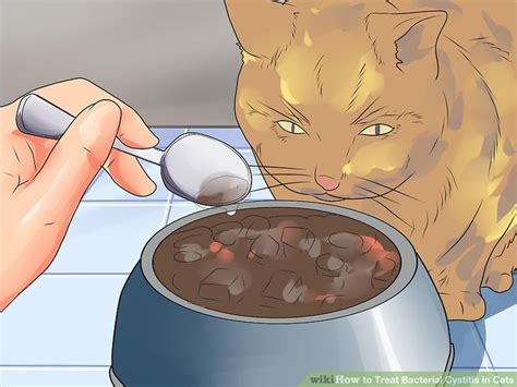How To Treat Bacterial Cystitis In Cats Steps With Pictures