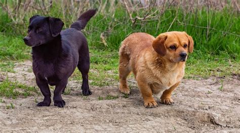 Dachshunds adjust to almost any situation. Dachshund Labrador Retriever Mix: Dachsador Breed Overview