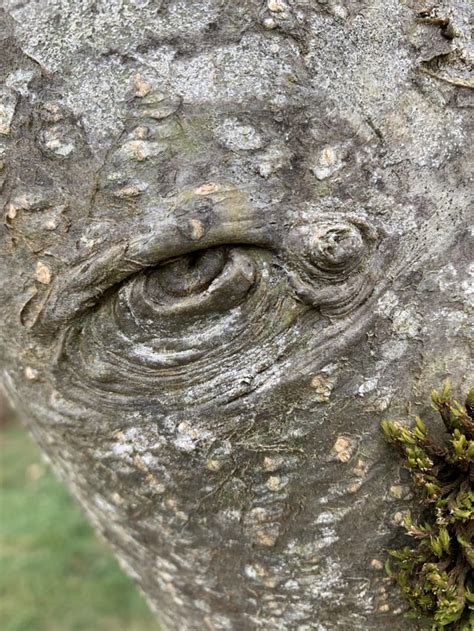 This Eye In My Tree Mildlyinteresting