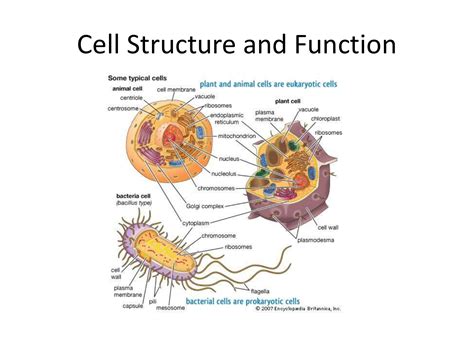 Cell Structure And Function Powerpoint Presentation Science Cells