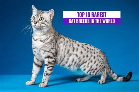 Top Rarest Cat Breeds In The World
