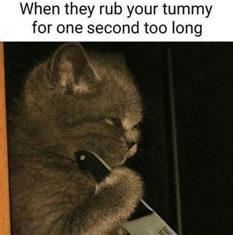 29 Purrfect Caturday Cat Memes That Will Leave You Feline Good In 2021