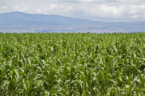 Changes In Sub Saharan Maize Trade Spell Potential Trouble For Kenya Myza