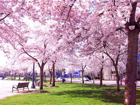 Sakura Hana Sakura Tree Japanese Park Cherry Blossom Japan