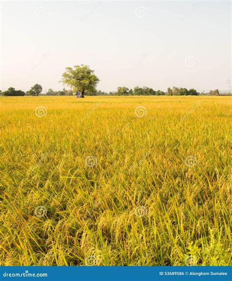 Golden Rice Field Before Harvest Season In Thailand Stock Photo Image