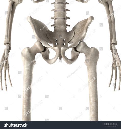 3d Render Male Skeleton Hips Stock Illustration 1338525782 Shutterstock