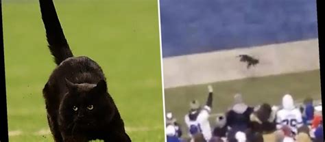 Nfl Cat That ‘scored Touchdown At Cowboys V Giants Game Lives In The