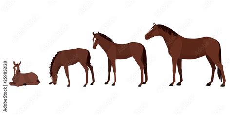 Different Ages Of Horse Vector Illustration From Newborn To Adult