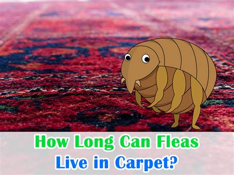 How Long Can Fleas Live In Carpet Housegarden