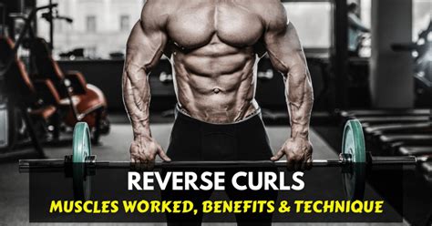 The Reverse Curl A Well Rounded Approach To Better Arms