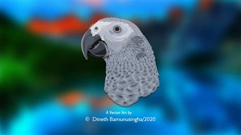 How to draw a parrot. HOW TO DRAW African Grey Parrot Vector Art I Adobe ...