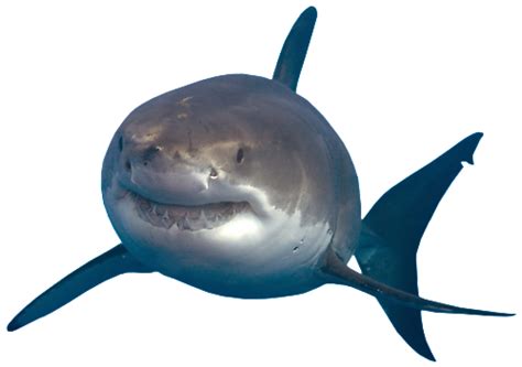 Shark Shark Clipart Sea Png Transparent Clipart Image And Psd File For