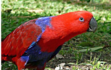 Eclectus Parrot Solomon Birds Through Val Lees Looking Glass