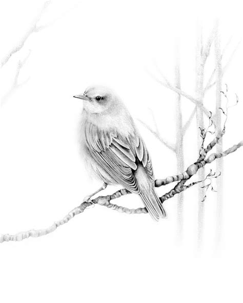 Nature Art Pencil Drawings Birds Jule Im Ausland