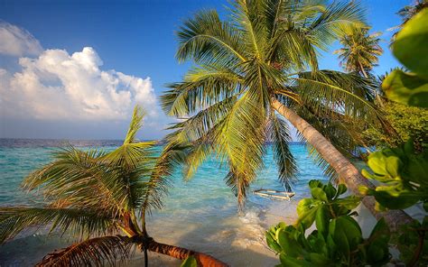 Download Wallpapers Maldives Indian Ocean Beach Palm Trees Summer