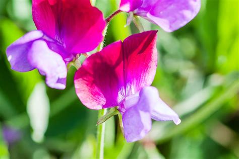 These flowering vines for shade will do the job and look pretty doing it. 10 Best Annual Flowering Vines for Your Garden