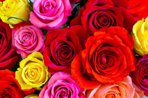 Peachtree Petals Blog The Color Of Roses Which Colors Represent Love