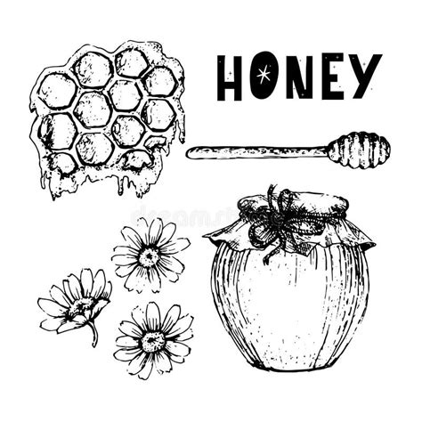 Vector Honey Set Vintage Hand Drawn Illustration Engraved Organic Food Stock Vector