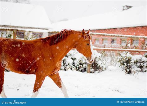 Beautiful Chestnut Horse Walking In The Snow Paddock Stock Image