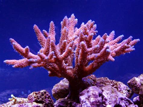 Terumbu karang tersebut ditemukan saat sekelompok ilmuwan tengah menjalankan misi pemetaan tiga dimensi dasar laut di area itu. Karakteristik, habitat dan persebaran, reproduksi ...