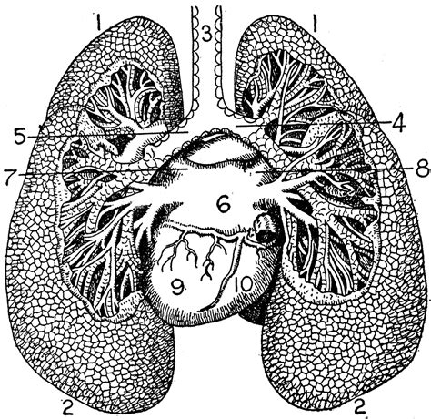 Human Lungs Clipart