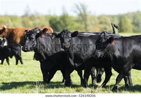 Herd Black Angus Cattle Stock Photo Edit Now 526148206