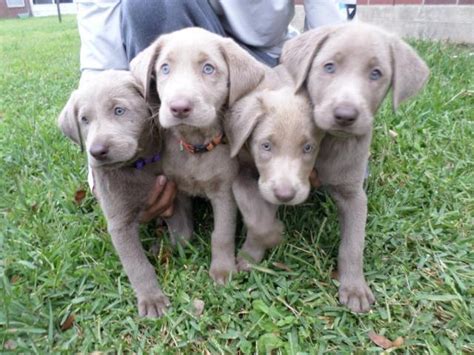 Whether you are living alone or have a family of six, they can adapt well to many environments. 7 AKC SILVER LAB PUPPIES for Sale in Pearland, Texas ...