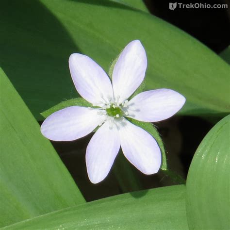 Common Spring Wildflowers In Ohio Trekohio