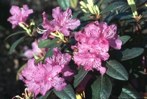 Rhododendron, PJM Elite - TheTreeFarm.com