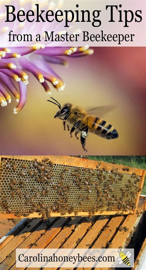 Beekeeping For Beginners Step By Step Guide Carolina Honeybees