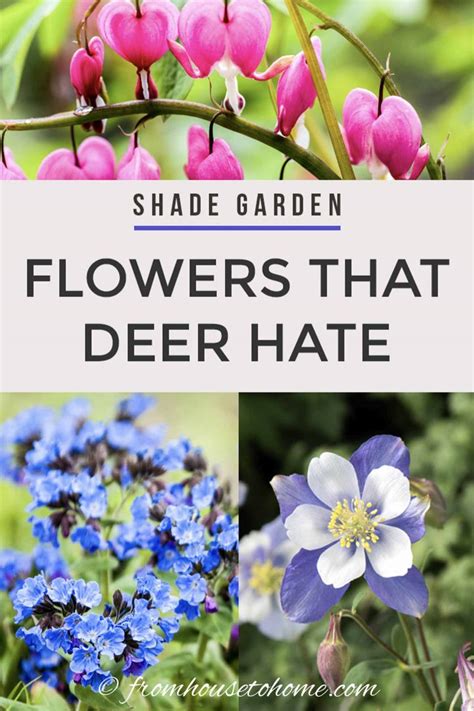Deer Resistant Shade Plants 15 Beautiful Perennials And Shrubs That Deer Hate Ovenorigin