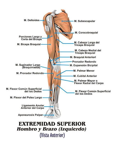 Músculos Esqueléticos © 2011 Edgar Lopategui Corsino Musculos