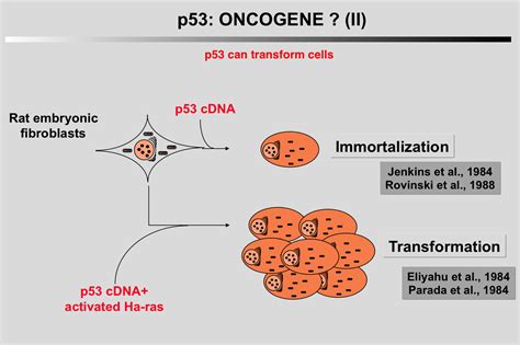 The Tp53 Website P53 As An Oncogene