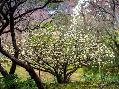 From The Garden Of Zen Mitsumata Edgeworthia Chrysantha Flowers In