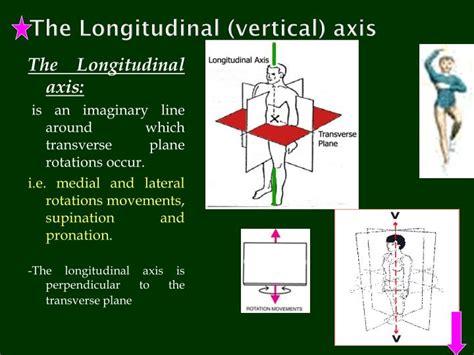 Ppt Axes And Planes Fundamental Positions And Movements Powerpoint